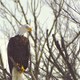Bald Eagle Watching 12-29-30 019